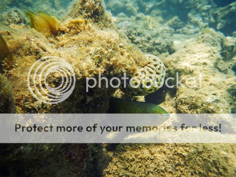 Underwater photos Nikon AW100 — Digital Grin Photography Forum